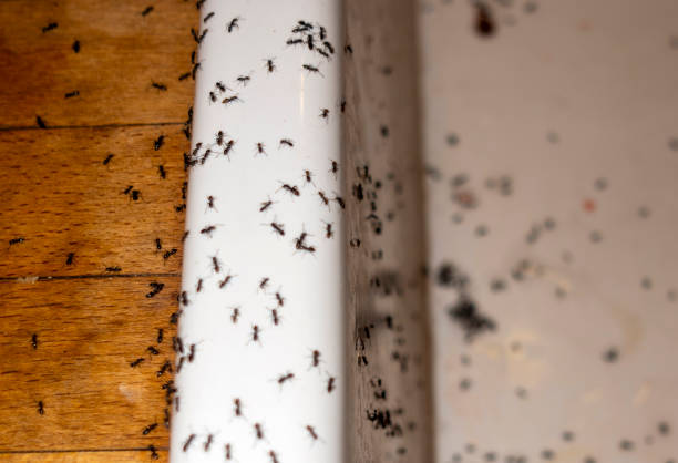 Best Flea Control Services  in Watertown, WI