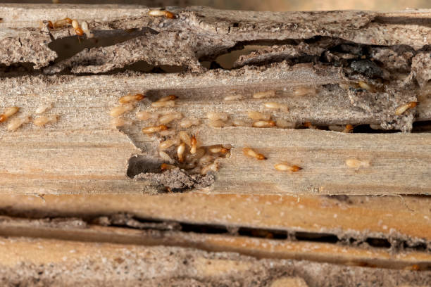 Trusted Watertown, WI Pest Control Experts
